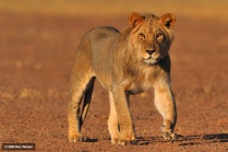 Kgalagadi - Young Male approach