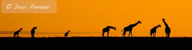 Etosha Namibia - Silhouette Giraffe