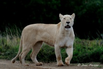 White Lioness - Pumba game reserve - Eastern Cape, South Africa
