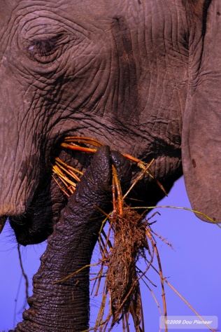 The useful trunk of an Elephant