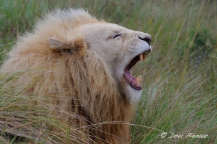 White Lions Father yawning