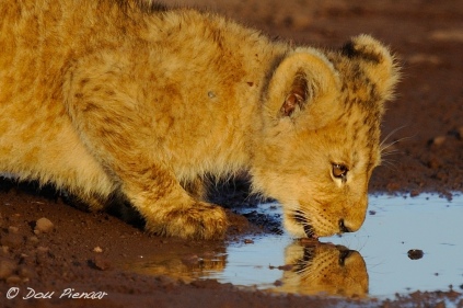 Ngorongoro Crater - Lion Cub Mirror