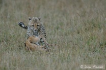 One of at least three occasions where the Cub managed to get the Fawn down and ready for the Kill!