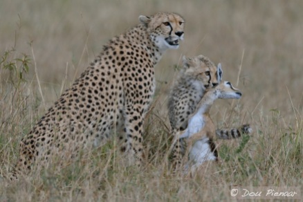 The Cheetah Hunting Lesson complete!