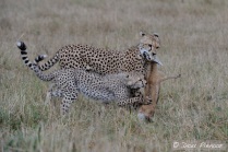 More Cheetah behavior, moving the prey away from where the catch took place.
