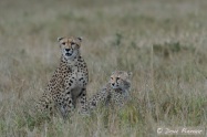 Typical Cheetah behaviour, looking around to make sure that no un-welcome competing predators are around to steal the kill.