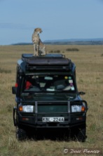 Just like in the BBC documentary 'The Big Cat Diary'! On one of our vehicles this time.