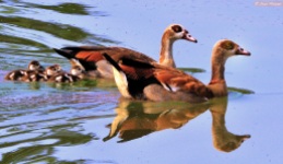 Egyptian Geese family