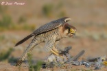 Red-necked Falcon feeding