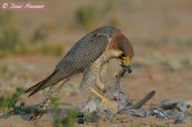Red-necked Falcon feeding