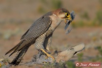 Red-necked Falcon with fresh dove kill