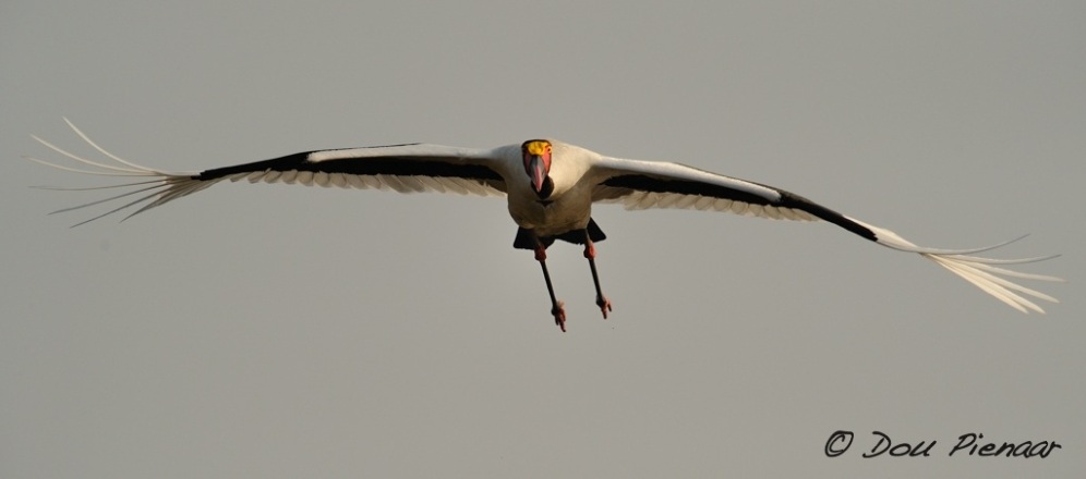 Approaching Saddle-Billed Stork