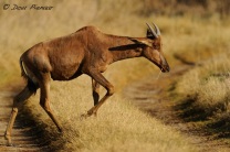 Young Rooi Hartebeest