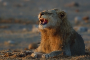 Young Etosha Male Lion