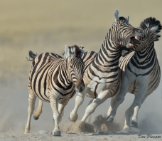 Zebra Aggression